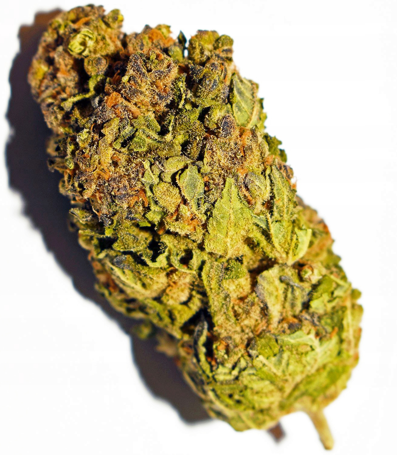 CBD - CBD Harlequin 3G Strong Konope Marihuana Thc