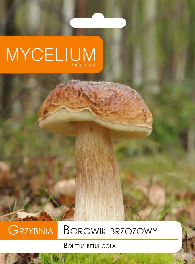 Huba Boletus Boletus, Burgundské lesné huby