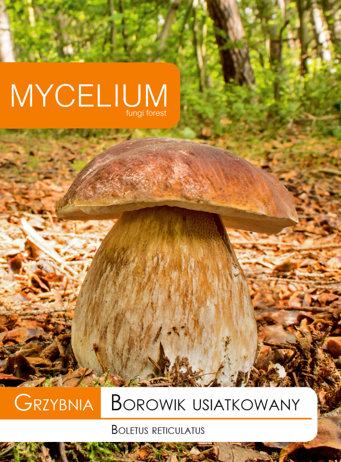 Huba Boletus, Burgundské huby v záhrade