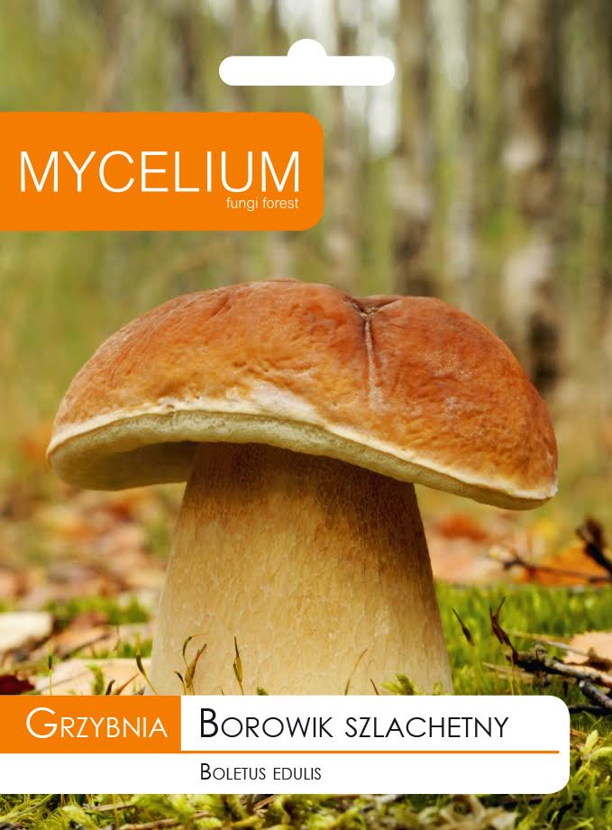 Huba Boletus Noble lesné huby + zadarmo
