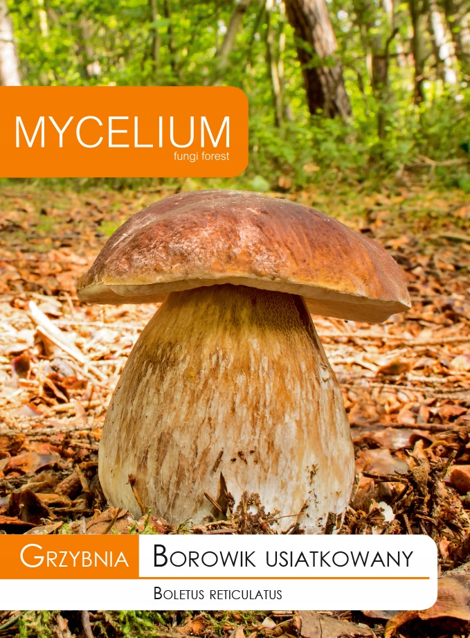Huba Boletus oblečený, burzové huby