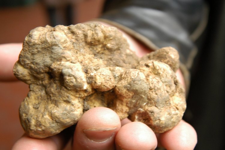 Grzybnia Truffle Biele lesné huby v záhrade