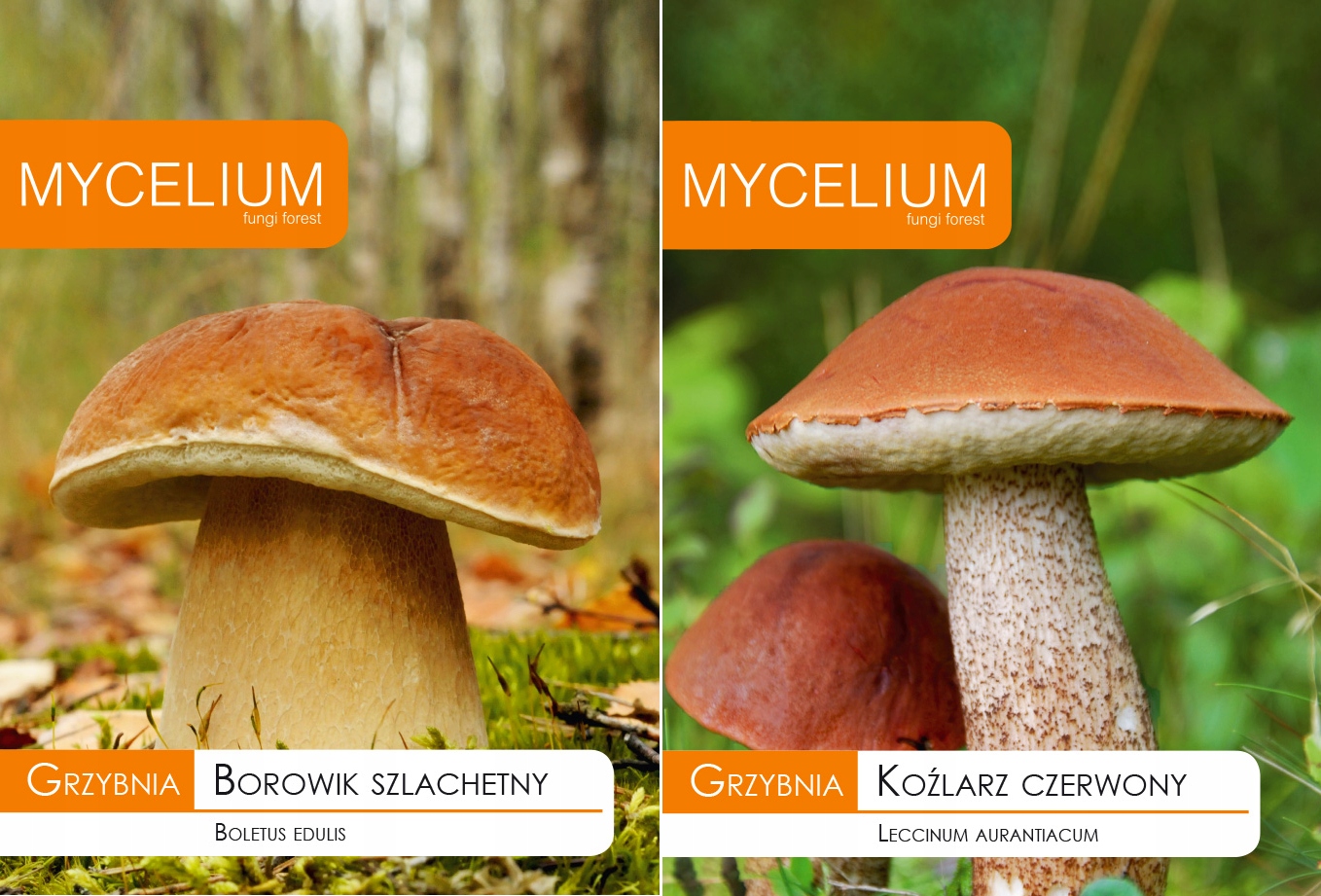 Huba Boletus Noble + Koźlarz Czerwony