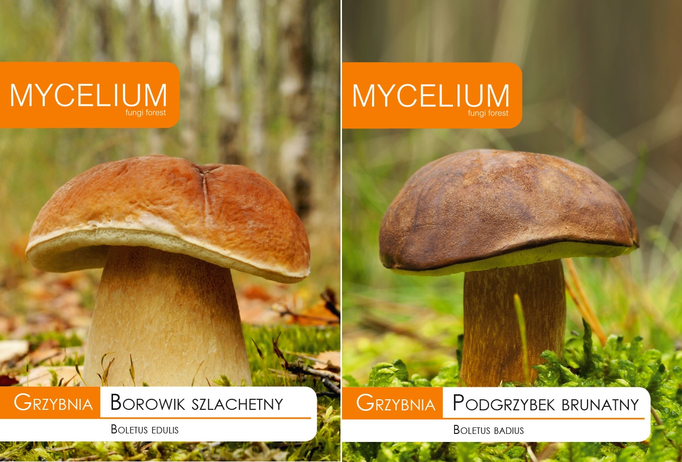 Huba Boletus Noble + BROWN BOLETUS