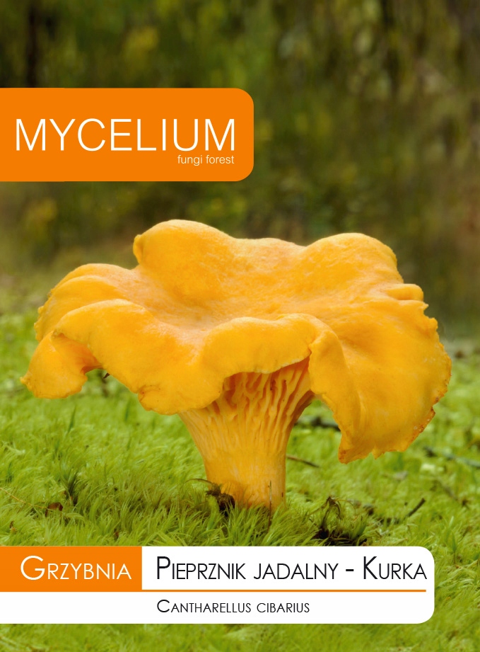 Mycelium penis, jedlé korenie