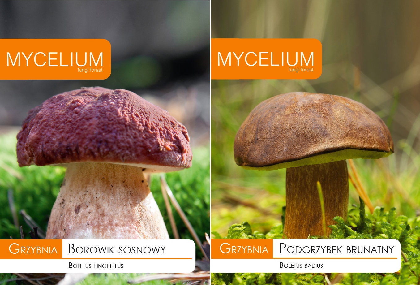 Huba Pine Boletus Kit + medveď