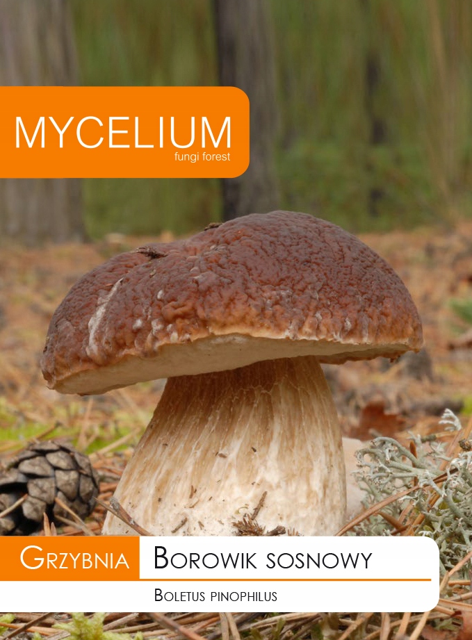 Lesné huby Pine Boletus, Burgunds + Free