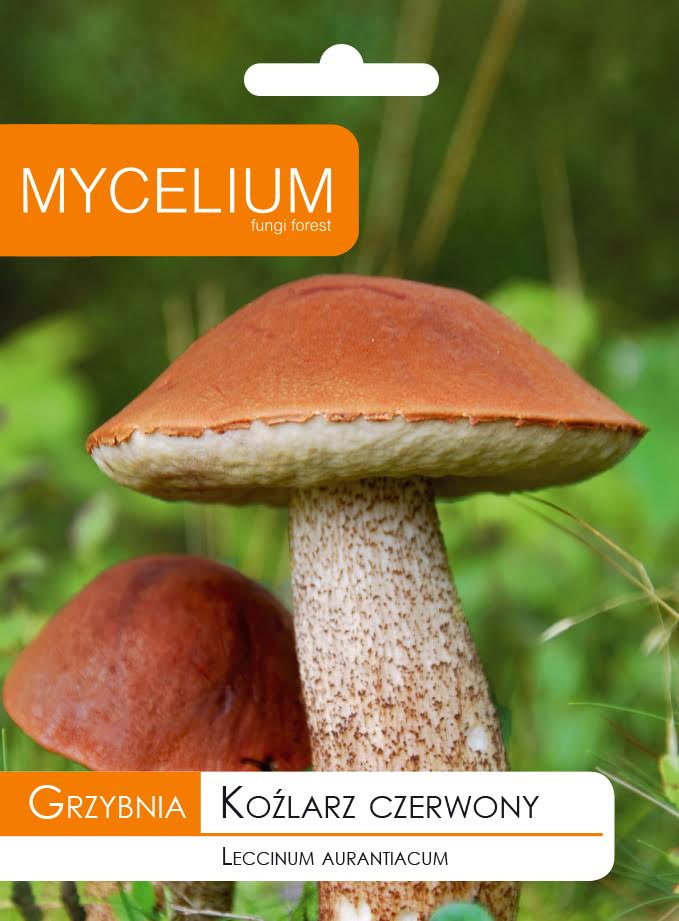 Lesné huby, Grzybnia Koźarz Czerwony