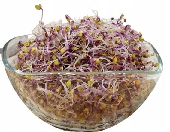RED KALAREPA - semiačka pre klíčky 500g
