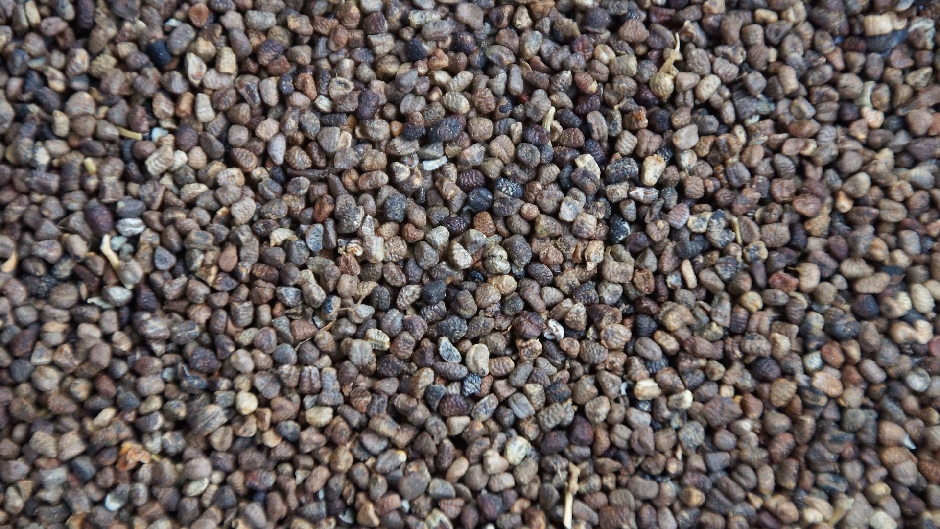 KARDAMON SHAREED - 200G