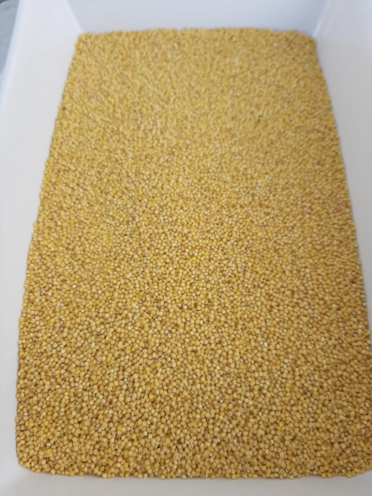 Millet 25 kg Vysoko kvalitné Poľsko
