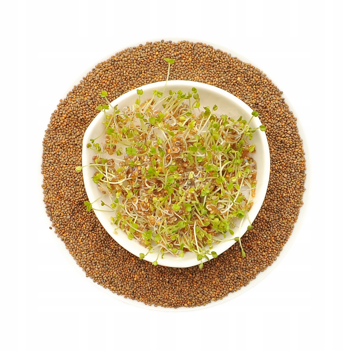 Rukola - semená pre klíčenie klíčkov - 500g