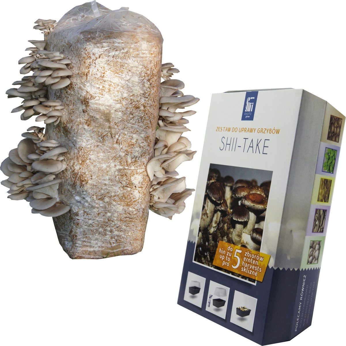 Shiitake + Boczniak Grzybnia Mushroom Shii-Take