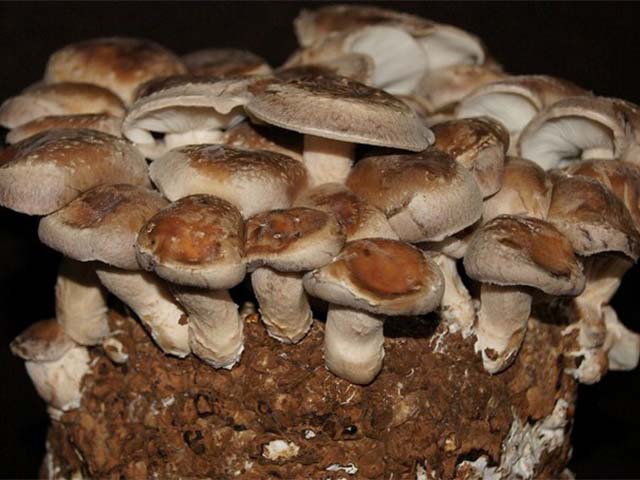 Shiitake Ready Substrát Shitake Skarski