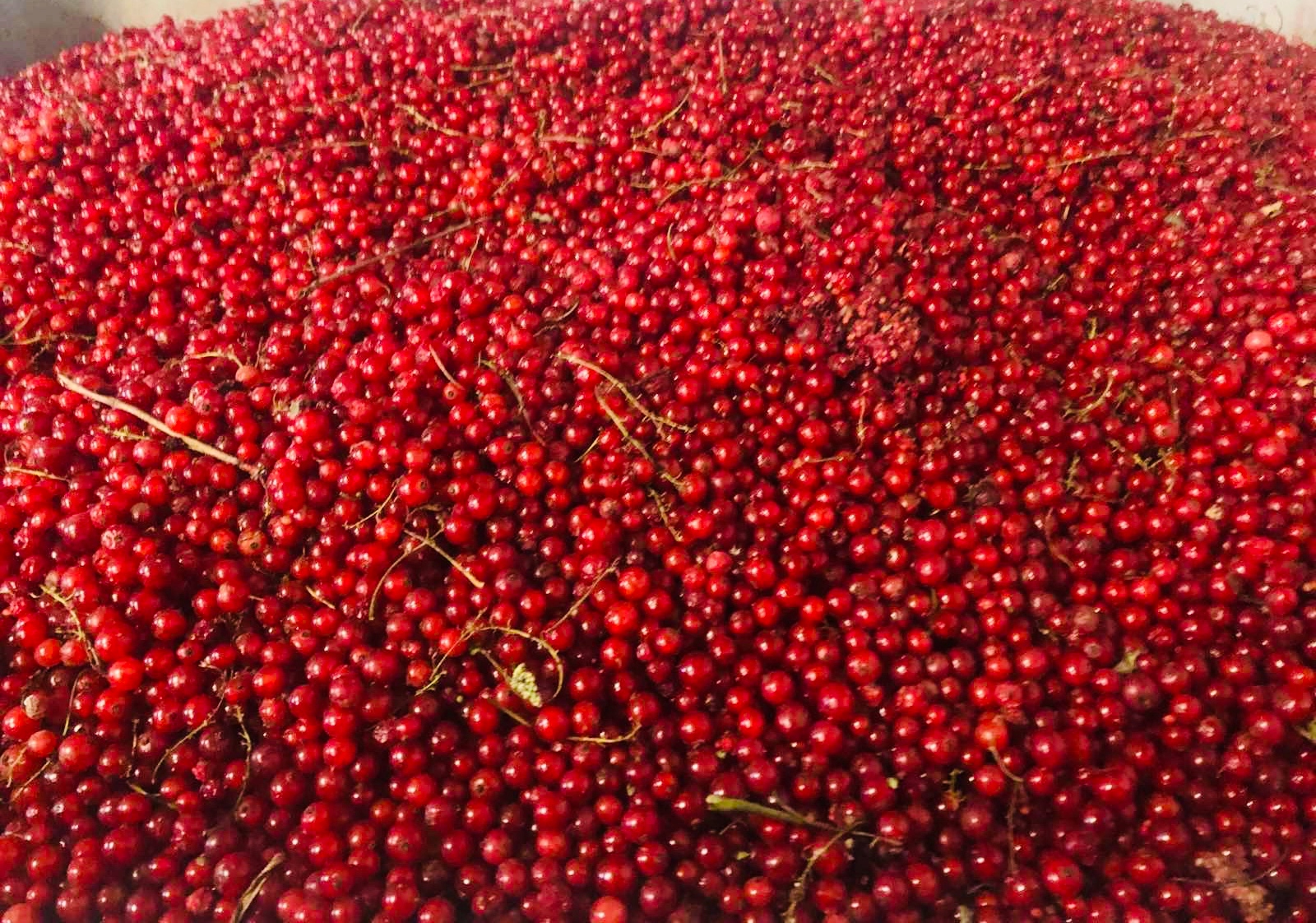 Apple Juice - Red Ríbenec 5L (stlačené, NFC)