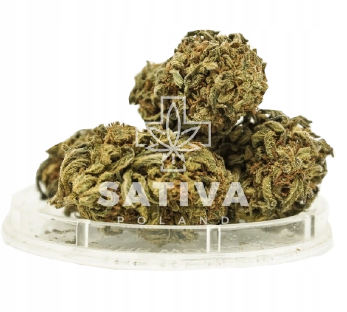CBD - Konope sucho CBD Strawberry Haze Sativa Poľsko 2g