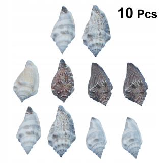 Orechy - 10ks Natural Seashell Shell Materiálové remeslá