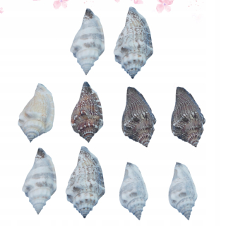 Orechy - 10ks Prírodné Aquarium Shell príslušenstvo pre