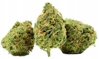 CBD - 20g Biela vdova 48% CBD Marijuana Sand Hemp Thc