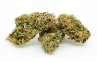 CBD - AMNESIA HAZE 17% CBD 5G HEMP SUNDNY GOLD