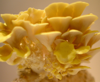 LEMON Oyster Mycelium na kolíkoch 100 ks.