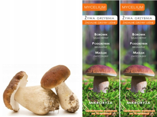 BOROWIK, ELASTZEK, maślak Żywa mycelium mycélium