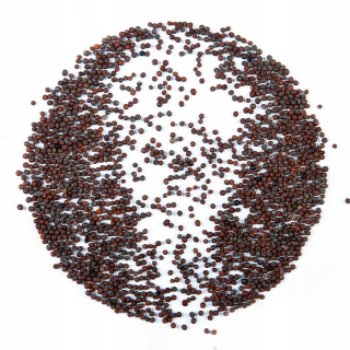 Calabrese Brokolica - 500 g