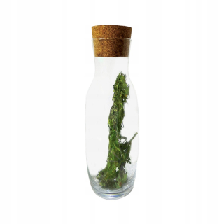 CBD - CBD tinktúra lov karafy 1l 2,90% g * andzia