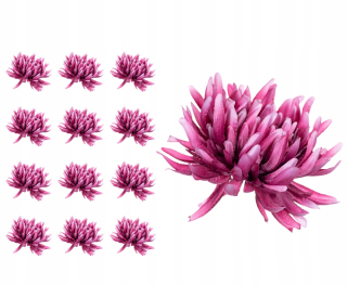 Chrysanthemum Crab Pink hlava 12 kusov
