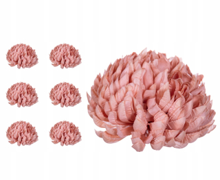 Chrysanthemum ananás béžová broskyňa 6 kusov