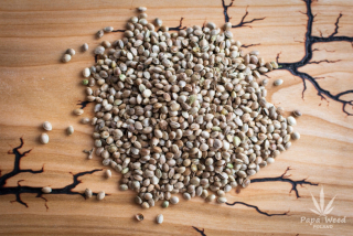 Ekologické Niełkane Beans of Konopi Bio 500g
