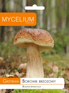 Huba Boletus Boletus, Burgundské lesné huby