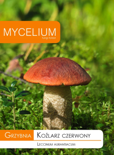Grzybnia Koźarz Czerwony, Koźlak Mushrooms Free