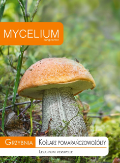 Mycelium Koźlarz oranžová huba + zadarmo