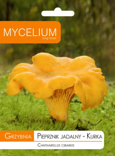 Huba Kurka, jedlé huby lesné huby