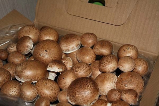 HUBY HNEDÁ HNEDÁ KULTIVAČNÁ SADA HOME 5kg