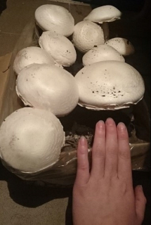 Huba huby súprava na pestovanie doma 5kg