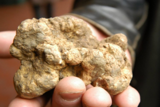 Grzybnia Truffle Biele lesné huby v záhrade