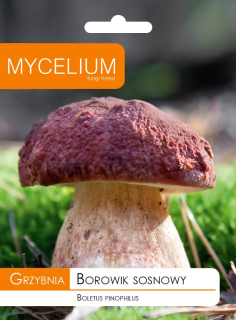 Huby forester mybow borovicový bolet