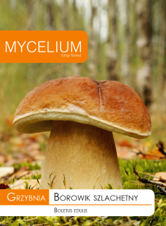 Huba Boletus Noble, Burgusy, Huby