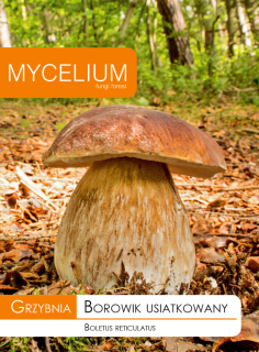Huba Boletus oblečený, Burgusy, Huby