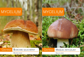 Mycélium BOROWIK ušľachtilý / MASLO MASLO