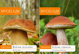 Huba Boletus Noble + Koźlarz Czerwony