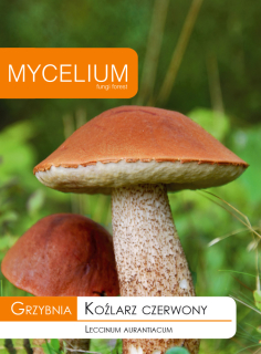 Grzybnia Koźlarz Red huby vo vašej záhrade