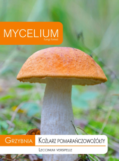 ORANŽOVOŽLTÉ Mycélium z KOZÍCH lesných húb