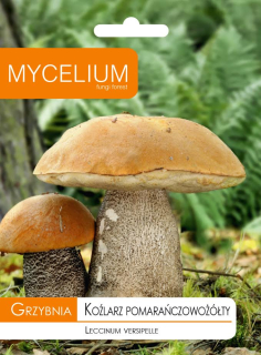 Grzybnia Koźarz Oranžová žltá