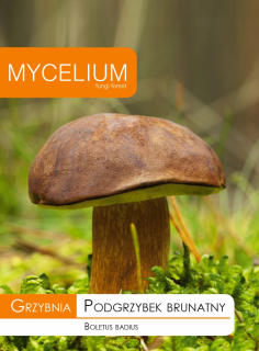 Hubové mycélium