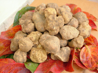 Grzybnia Truffle Biele huby vo vašej záhrade