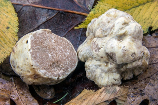 Grzybnia biela hľuzovka