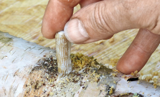 Mycelium na mega pinov súprava XXL